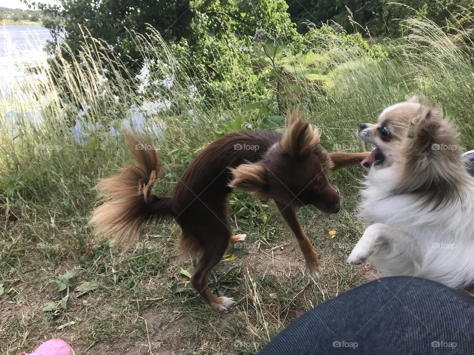 Dogs Playing 
