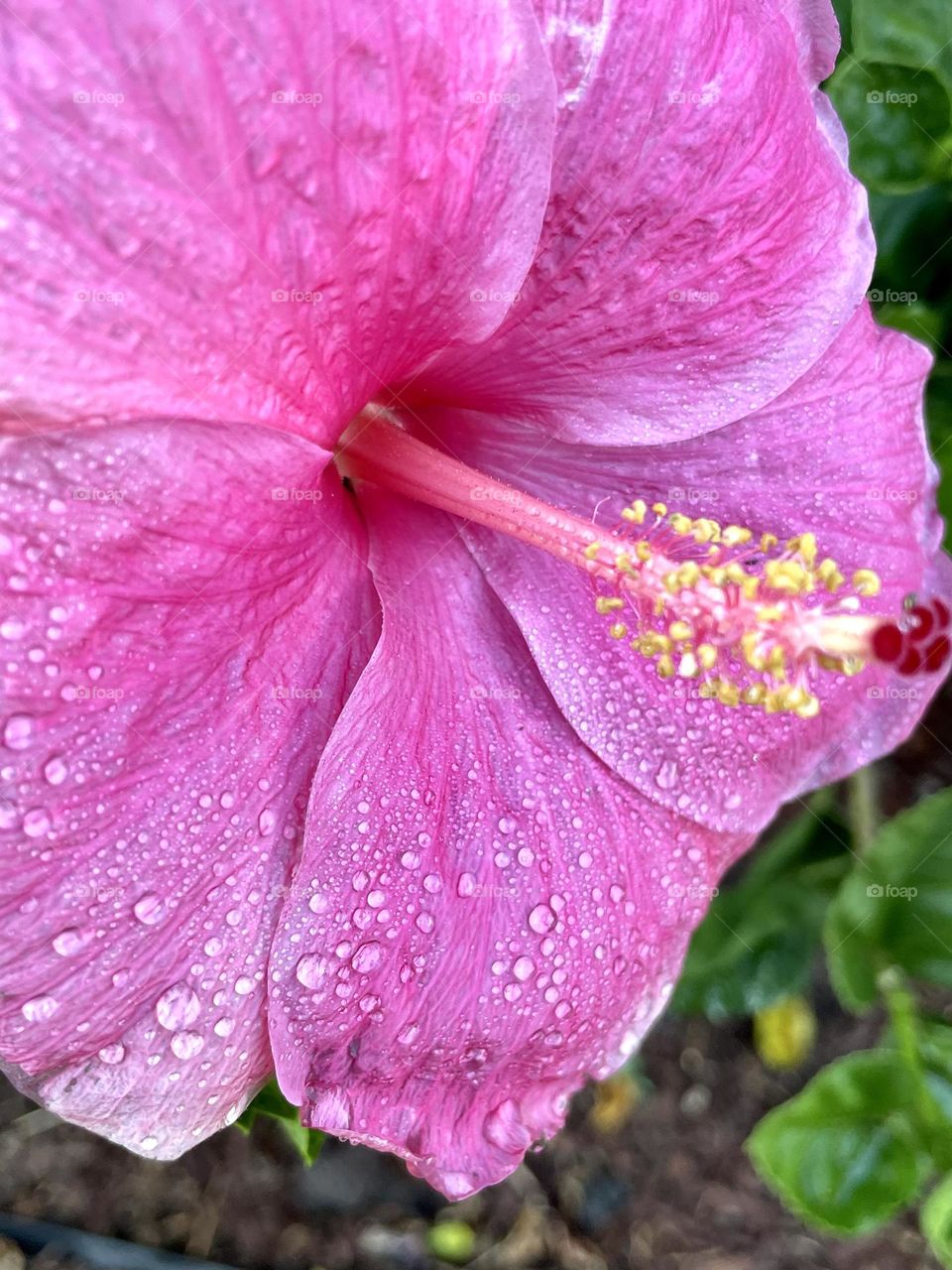 Pink hibiscus