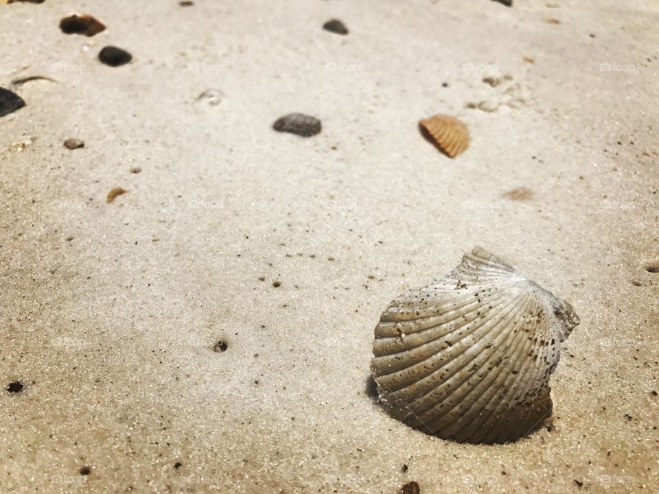 Close up of a sea shell on sad