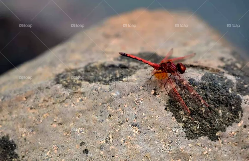 Dragonfly