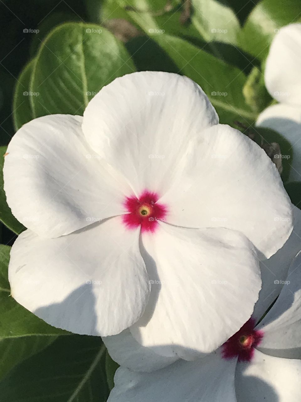 White flower with pink dot in the center 