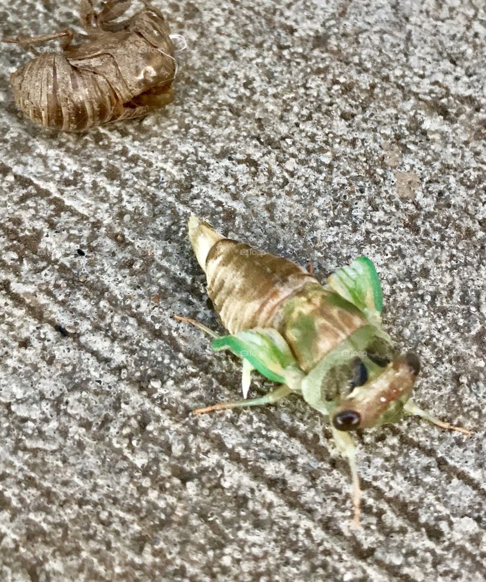 Cicada Shedding 