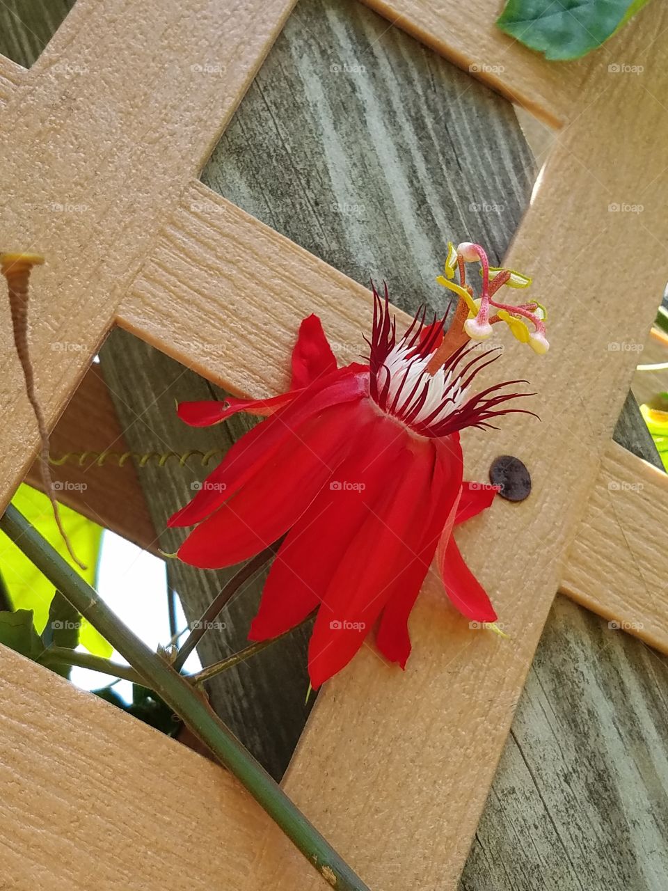 Red Exotic Flower on a Lattice Fence
