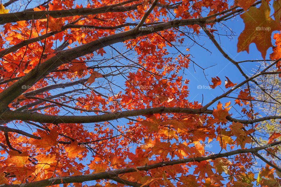 Autumn Colors. Brilliant Leaves