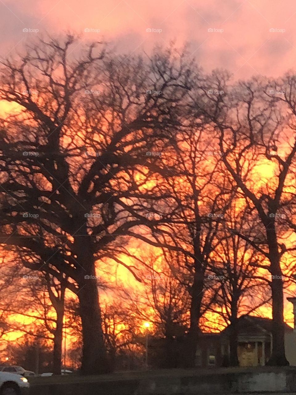 Sunset through the trees