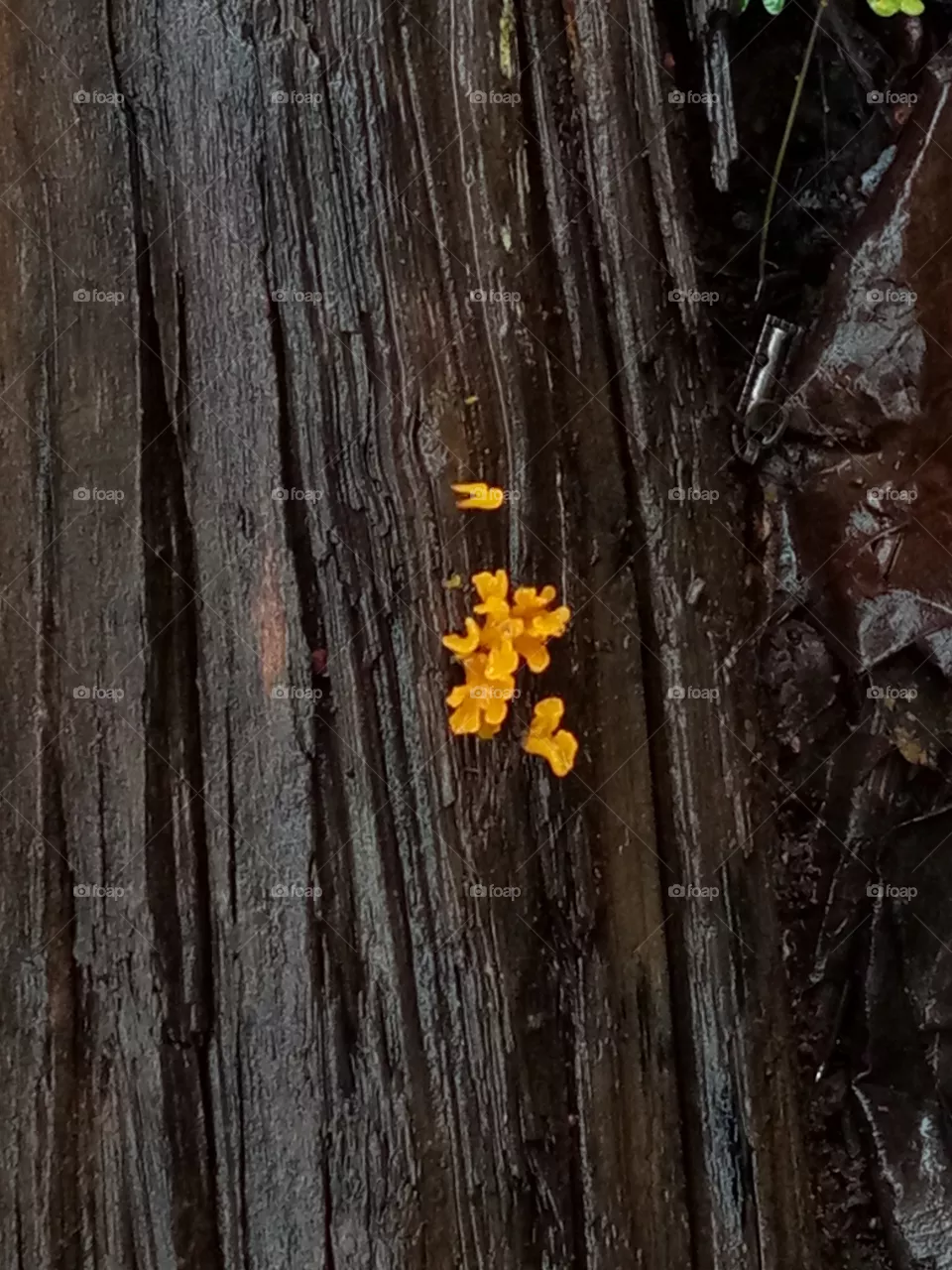 Mushroom