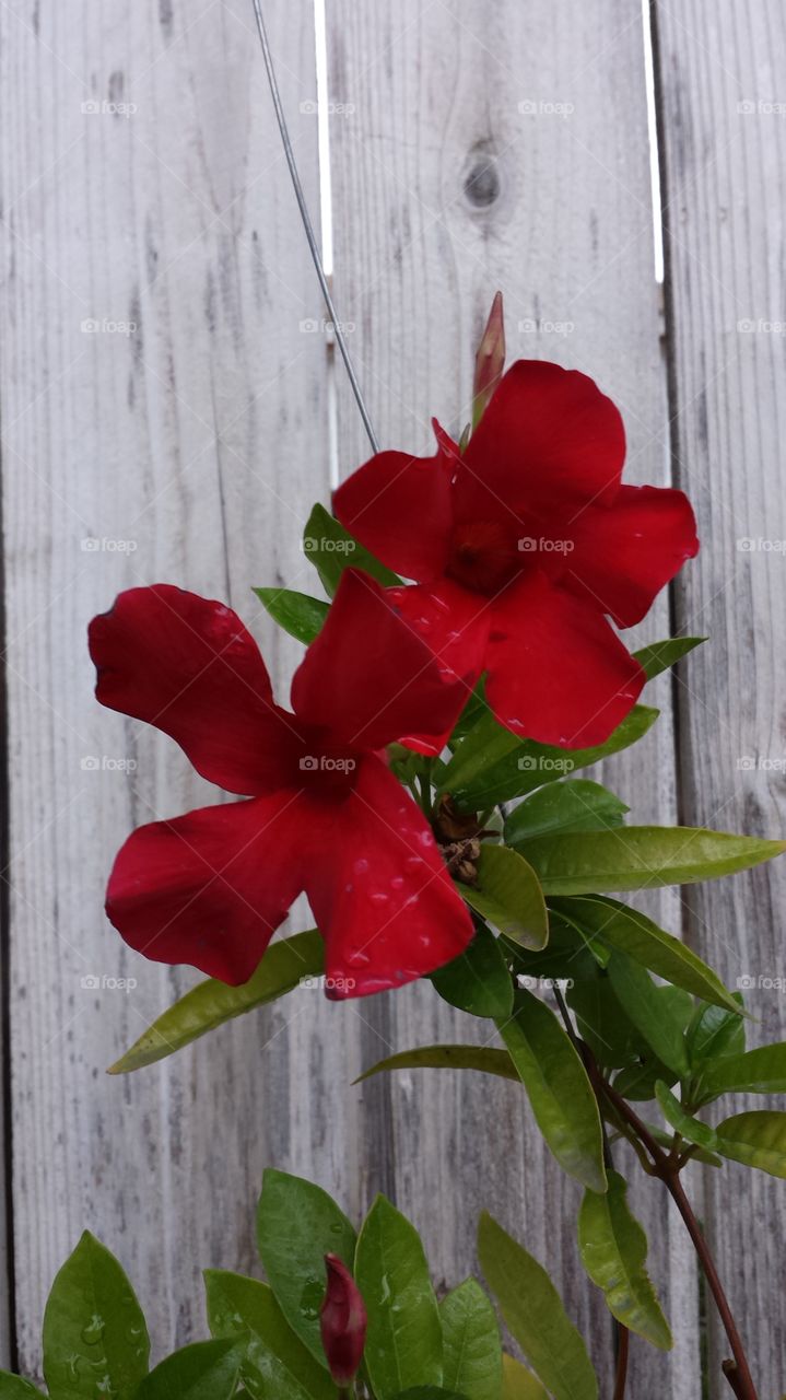 red garden flowers