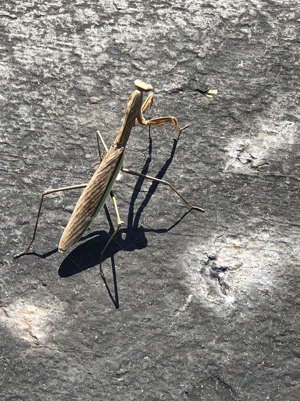 A large mantis 