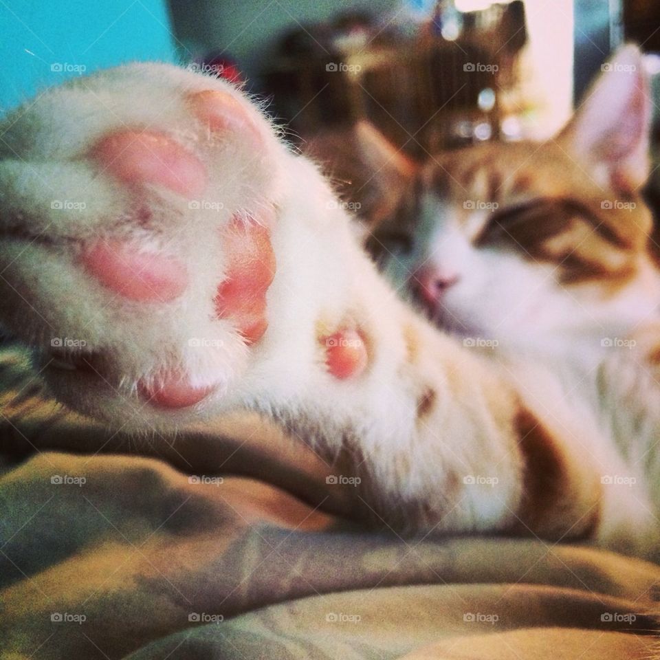 Kitty paw