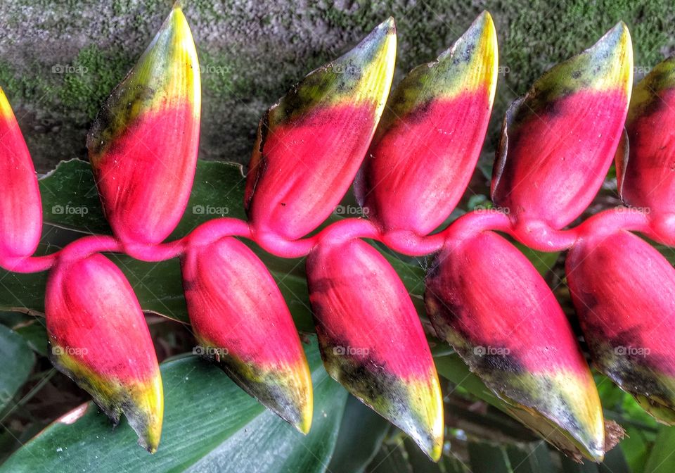 Hanging Lobster Claw