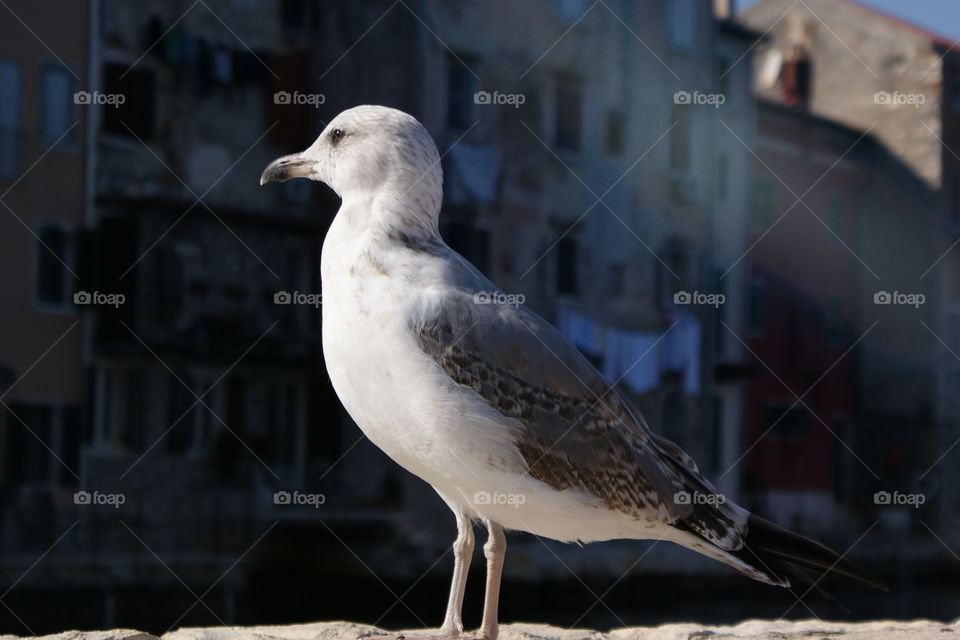 Seagull in the city