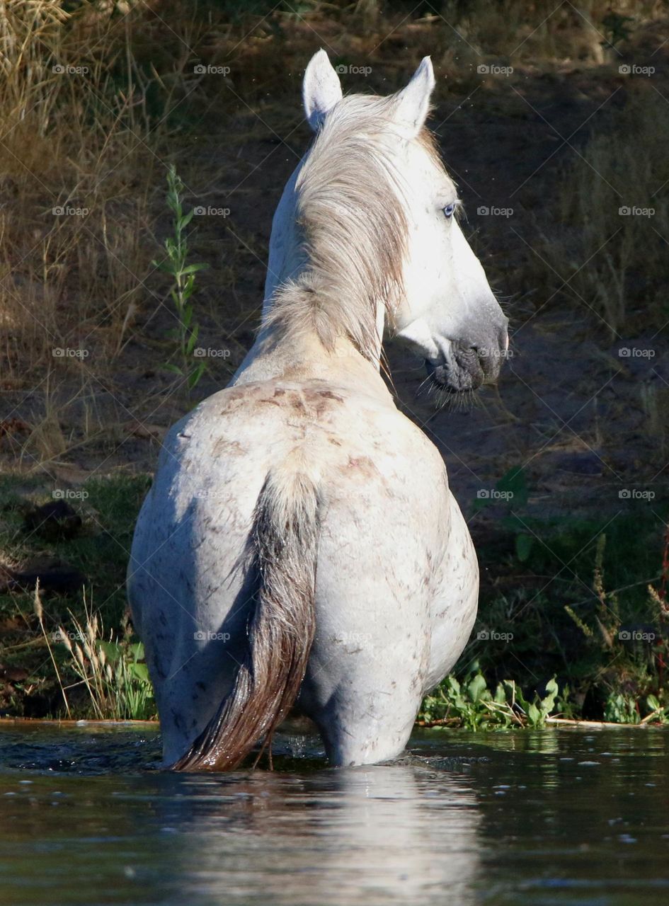 Wild Stallion Crossing the River