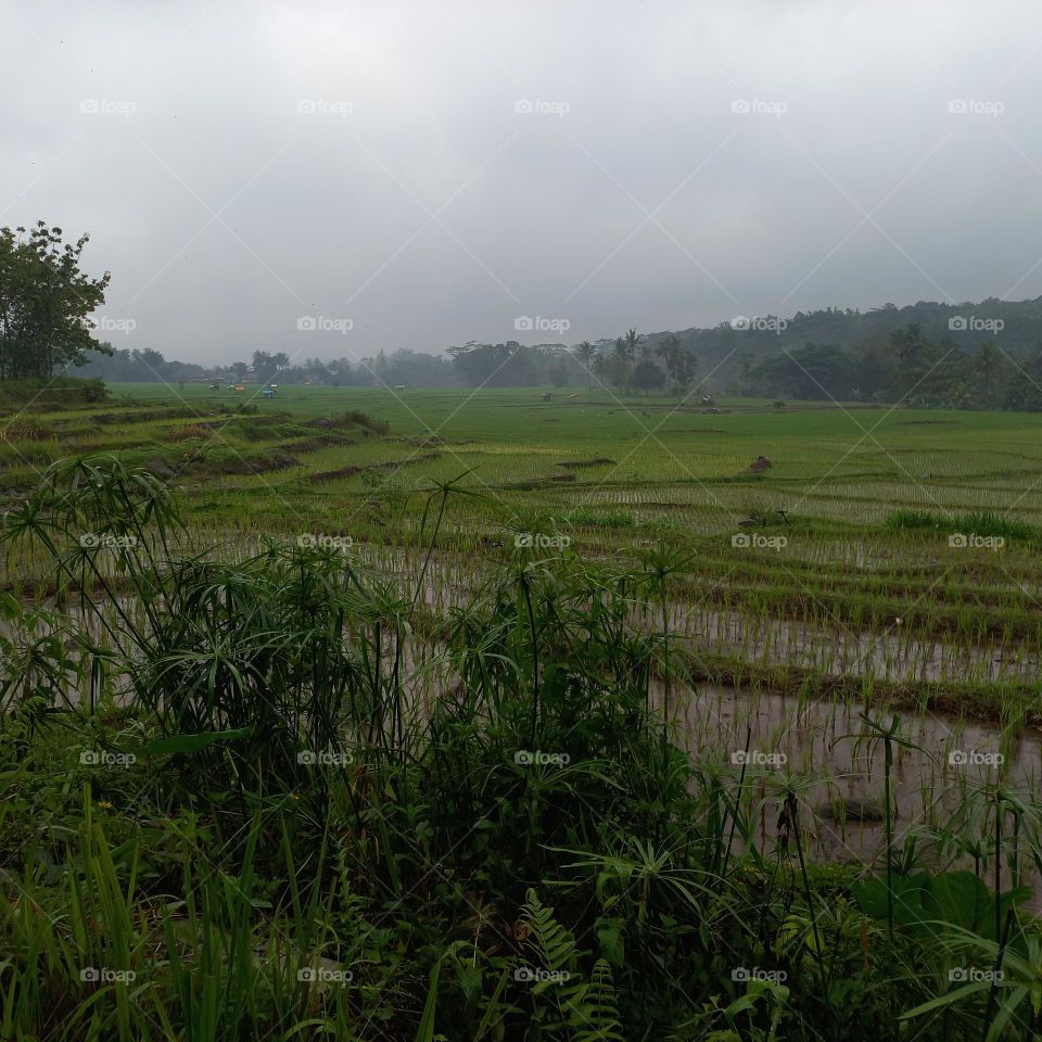 View of rice fields during drizzle