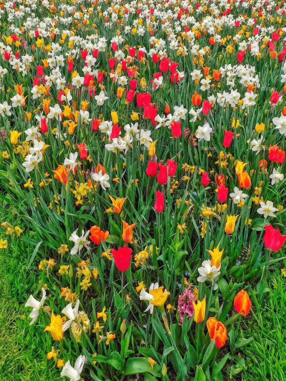 Spring flowers in full bloom 