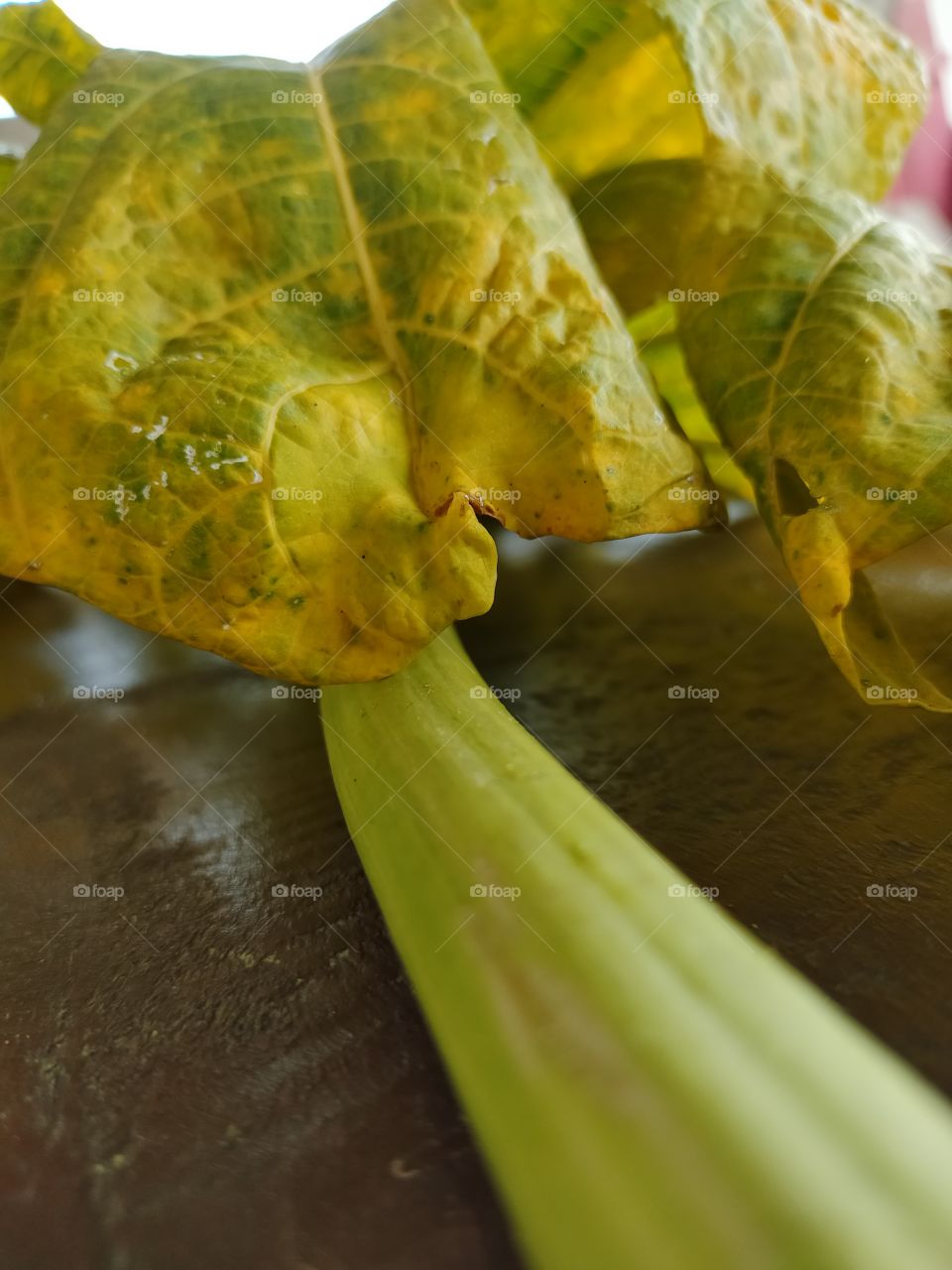 Beautiful papaya leaves