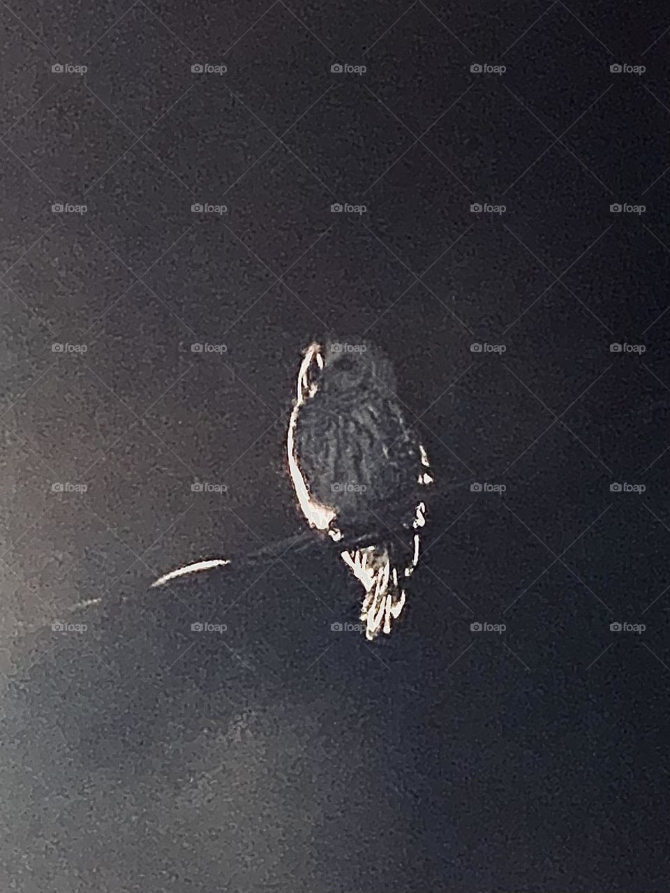 Black & white image of white owl perched on barren branch in moonlight  