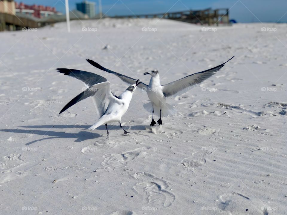 Seagulls in an argument 