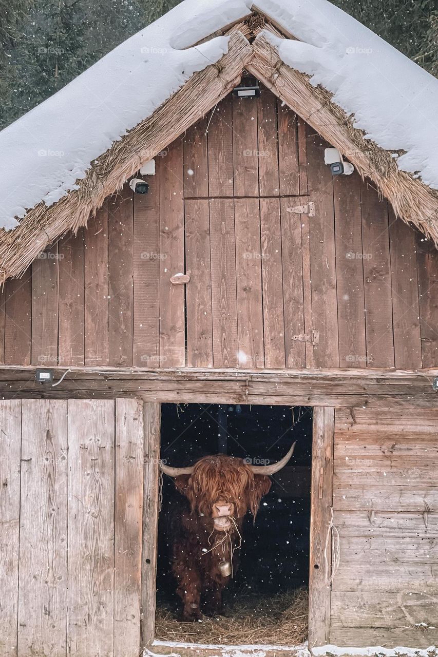 Cow ,winter,Snow,zoo