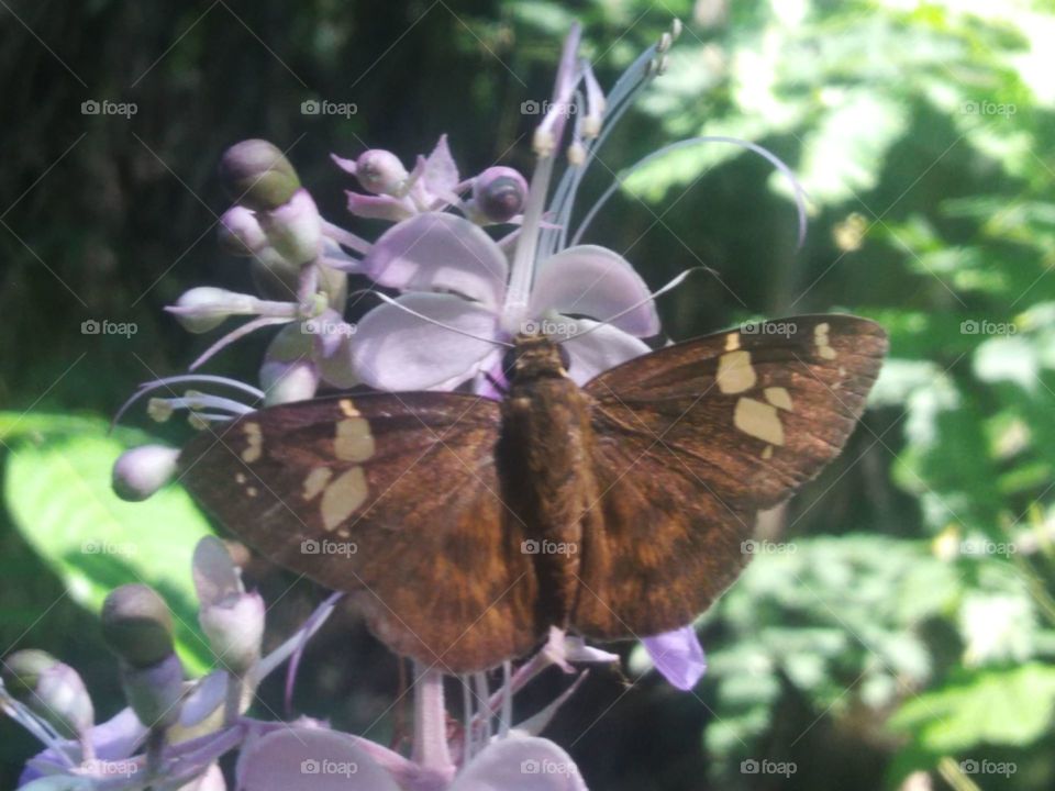 The butterfly is sucking the nextar