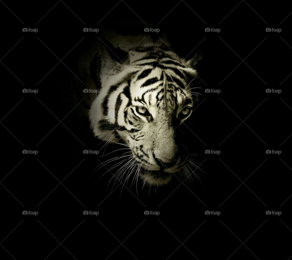 HD tiger by savan