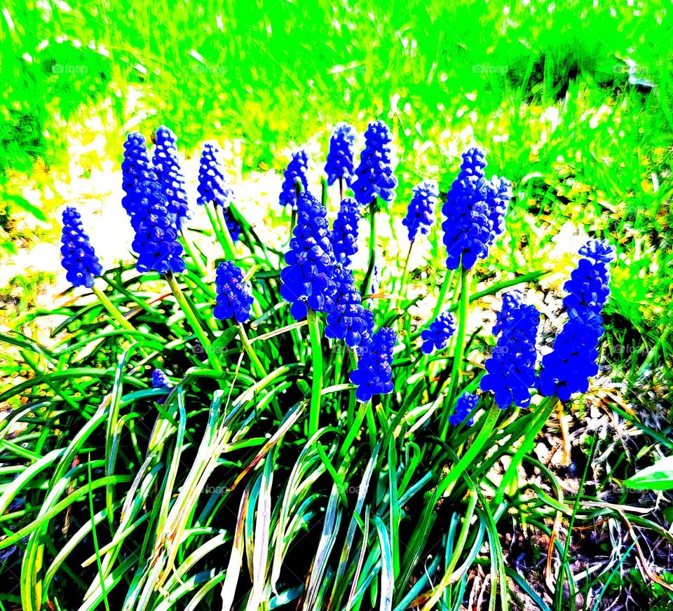 grape hyacinth