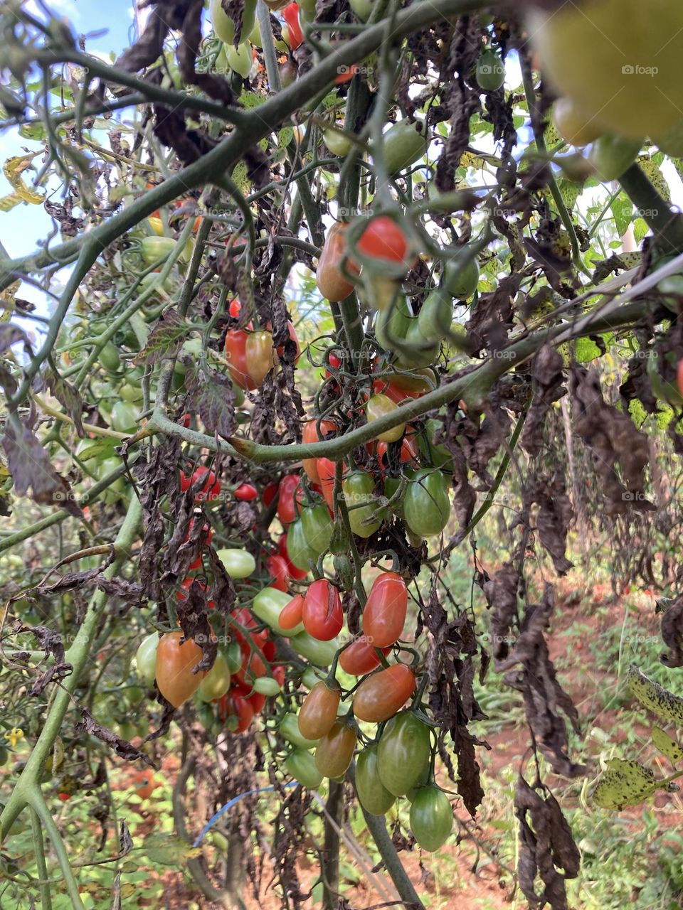 Staying fit - 🇺🇸 For good health, we eat tomatoes harvested straight from the plantation (Jarinu city, Brazil). / 🇧🇷 Para ter boa saúde, comemos tomates colhidos direto da plantação (cidade de Jarinu, Brasil).