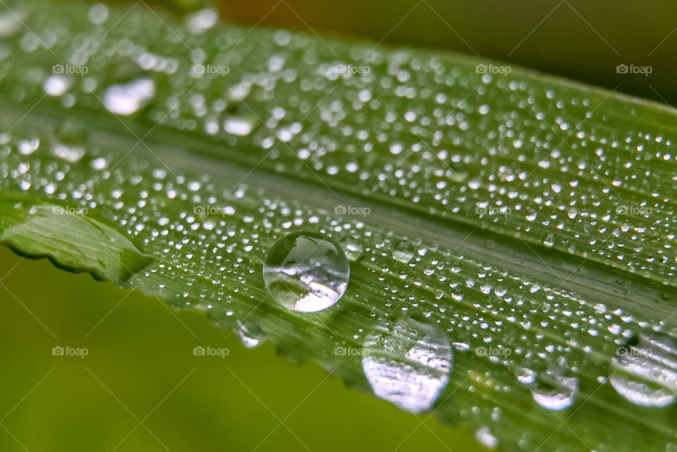 Dew