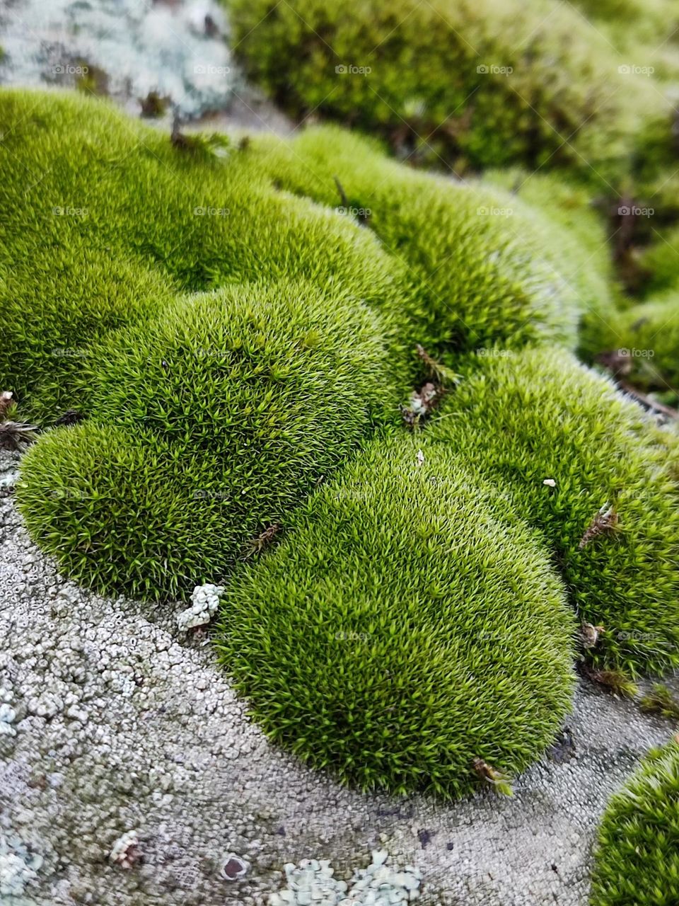 Bright green moss on the rock macro photography