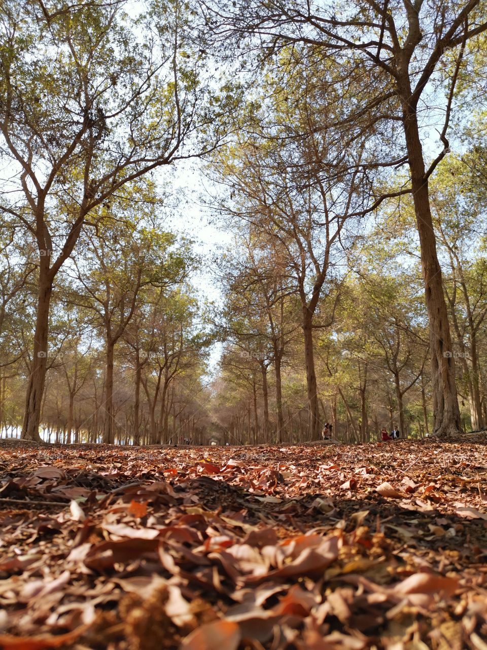 That moment when you thought you are in Nami Island of Korea but in reality you are in Abu Dhabi UAE.