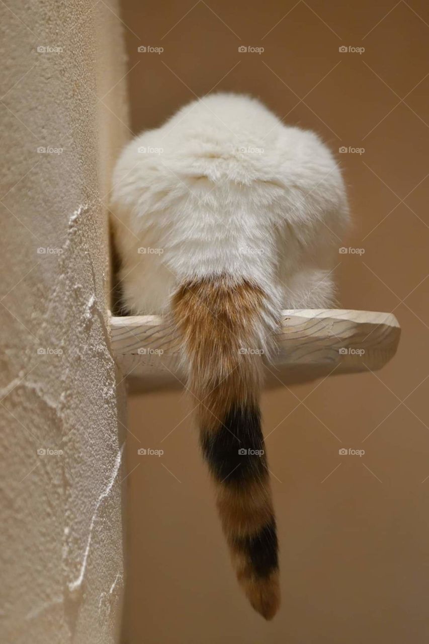 cat tail