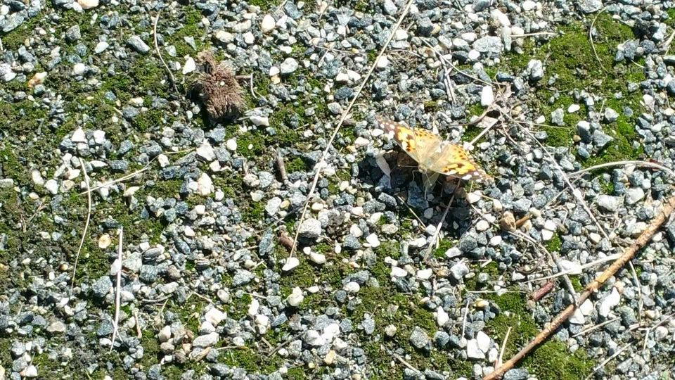 Butterfly migration