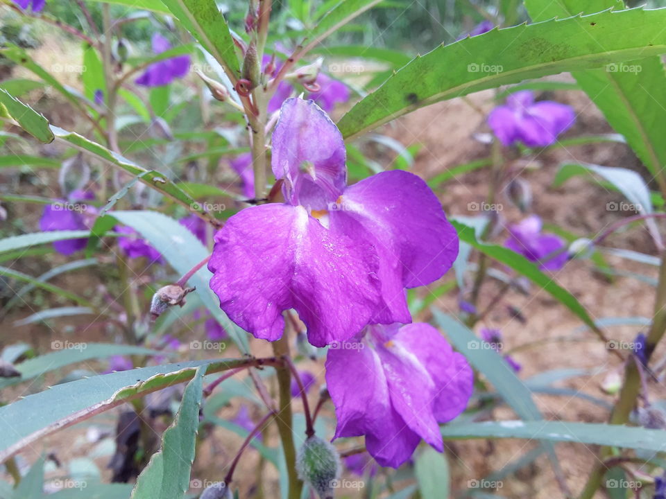 Purple flower, fresh leaves