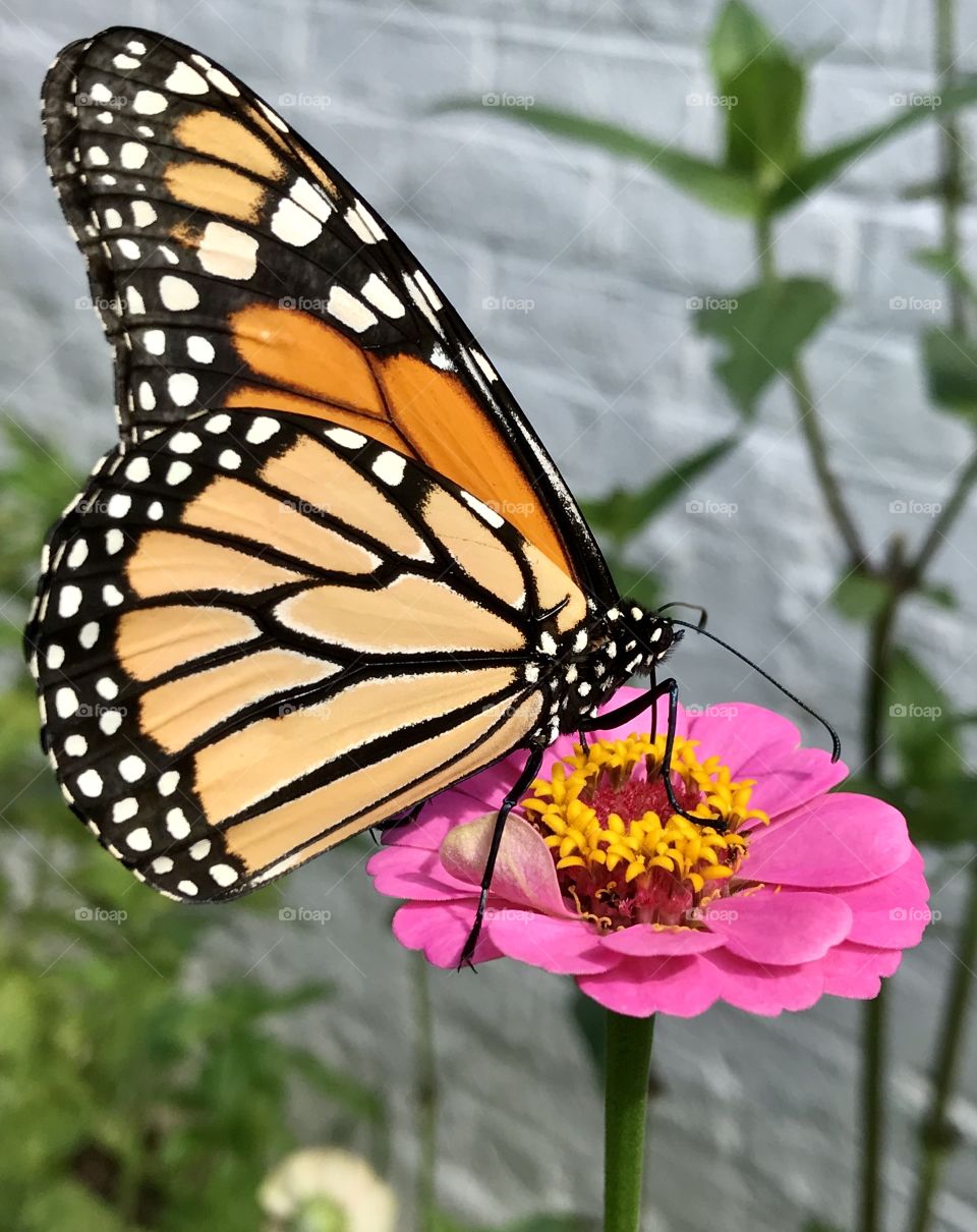 Monarch on pink zinnia in Batesville, Virginia 
