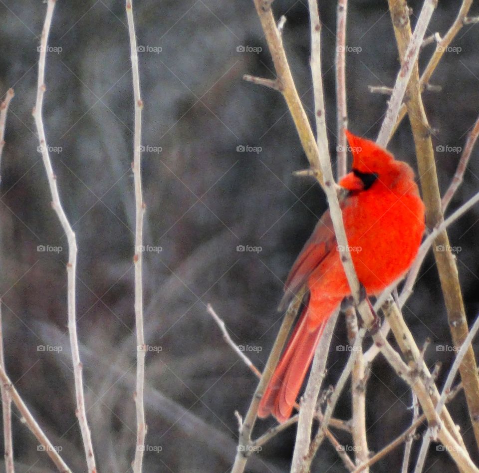 beautiful bright red cardinal posing for the camera.