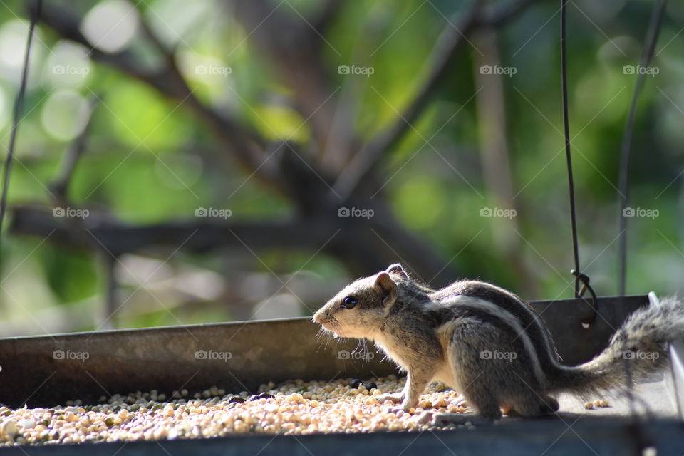 squirrel life