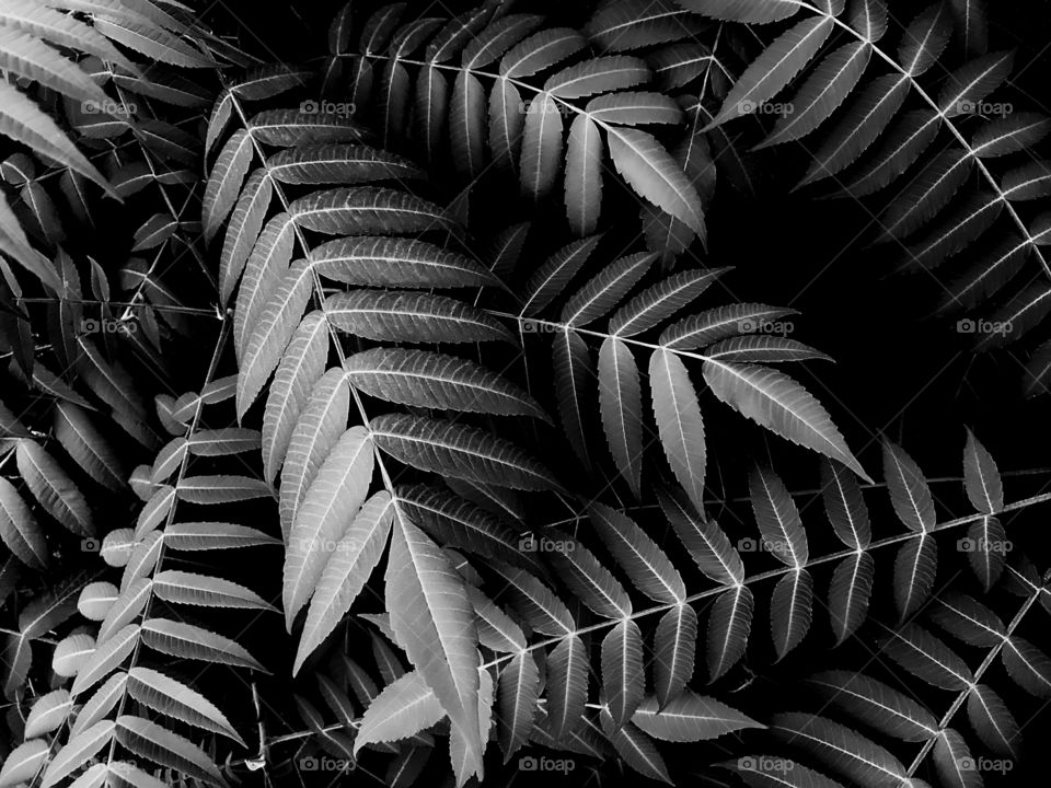 Black and white background made of tropical leaves in light and shade 