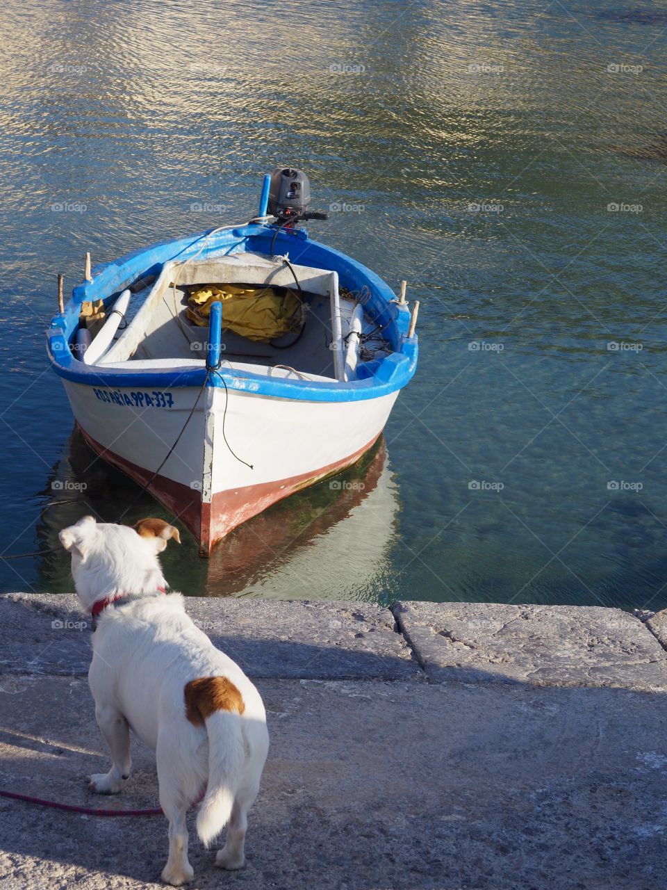 Dog and traditional fishing boat overlooking the bay of Cefalu, Sicily.