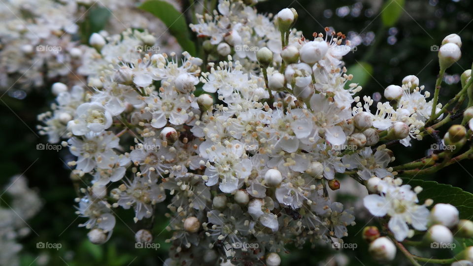 fire thorn in flower.
Pyracantha is a genus of large, thorny evergreen shrubs in the family Rosaceae, with common names firethorn or pyracantha. They are native to an area extending from Southwest Europe east to Southeast Asia, resemble and are related to Cotoneaster, but have serrated leaf margins and numerous thorns