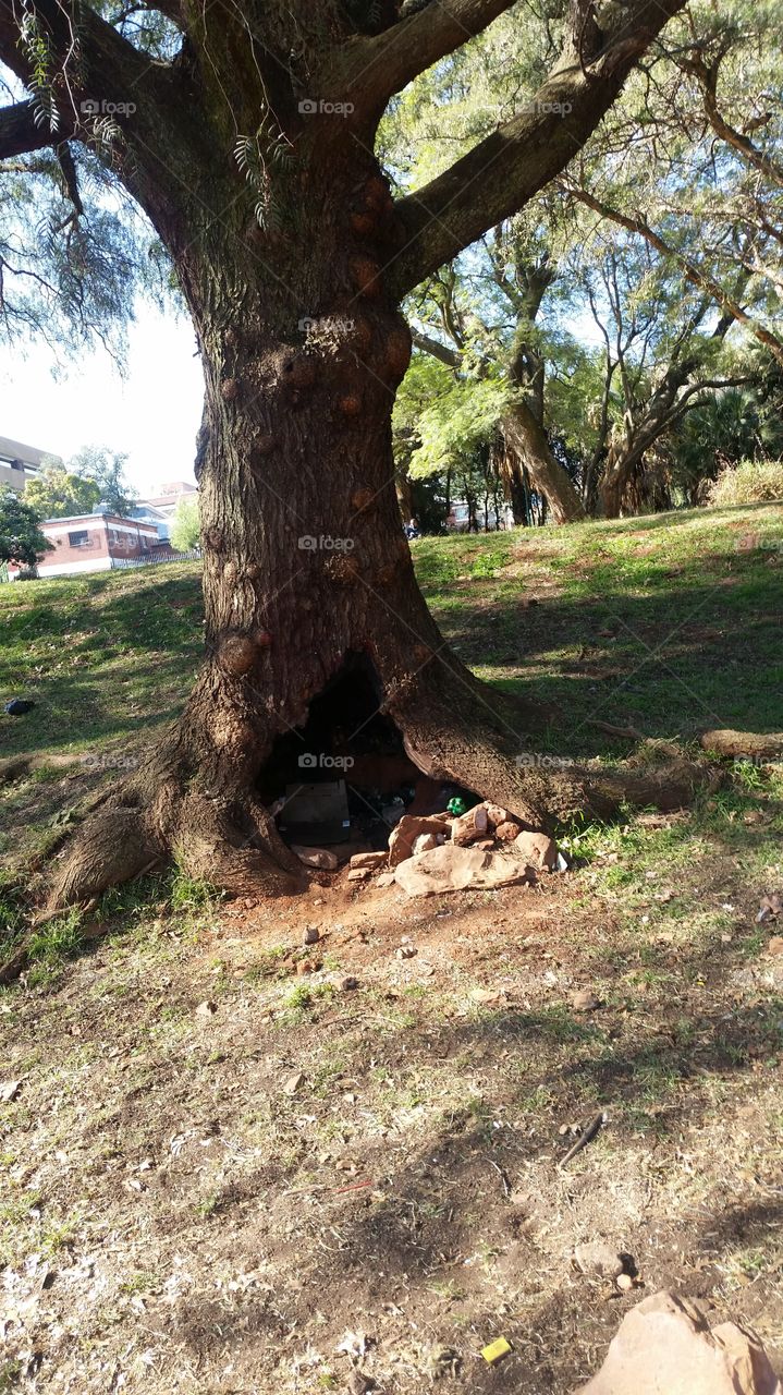 Home tree cave to the destitute