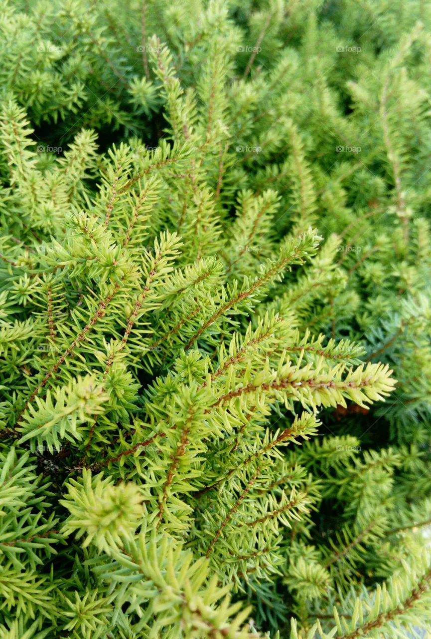 Heather