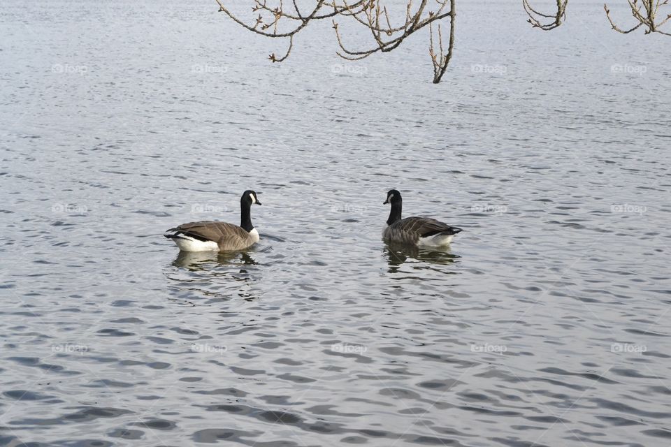 Ducks in Poole park