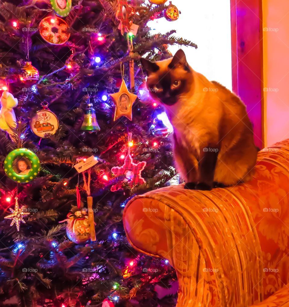 Christmas Kitty