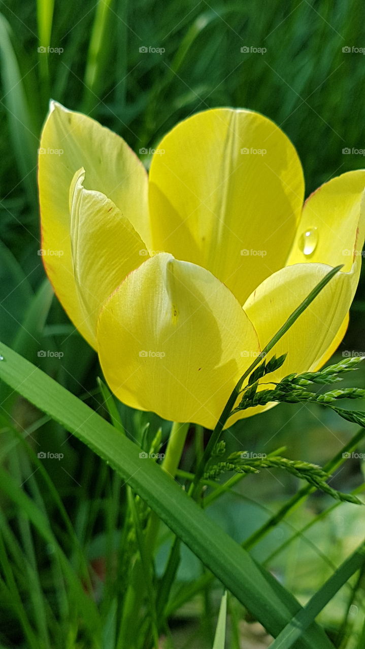 yellow tulip with rain drop as a jewel