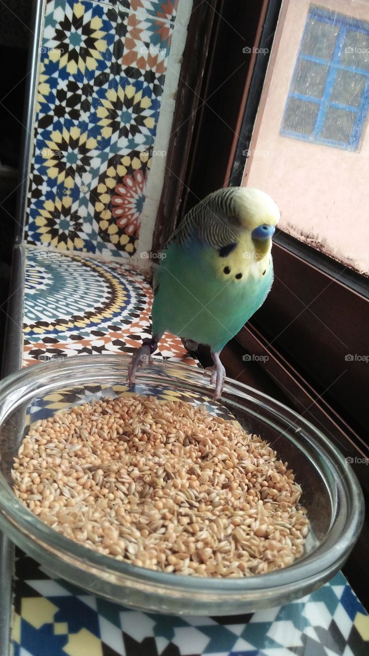 My lover parrot on plate to eat.