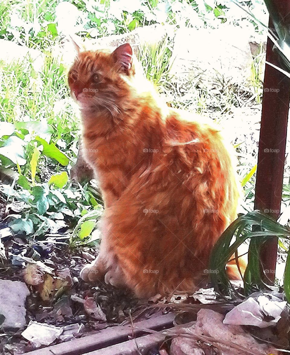 An orange cat in the park, waiting for people in the cafeteria to give her food.