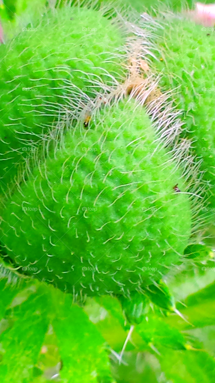 Green Budding Flowers