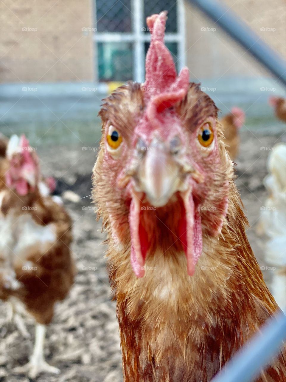Swiss chickens eat grass in nature