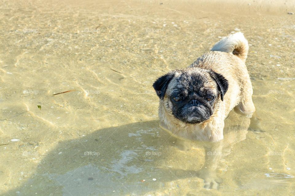 Meet Ali, a cute healthy pug