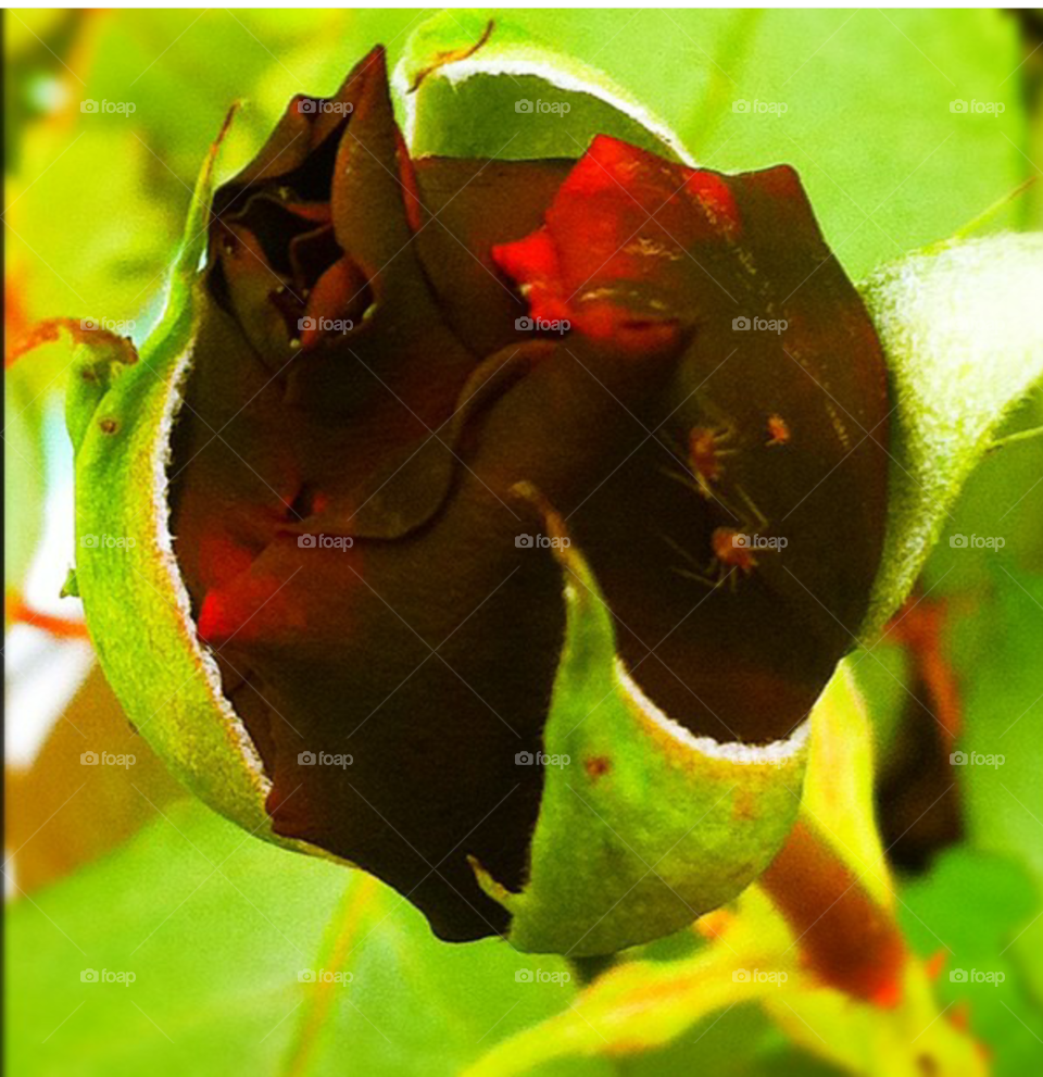 rose bud with spiders