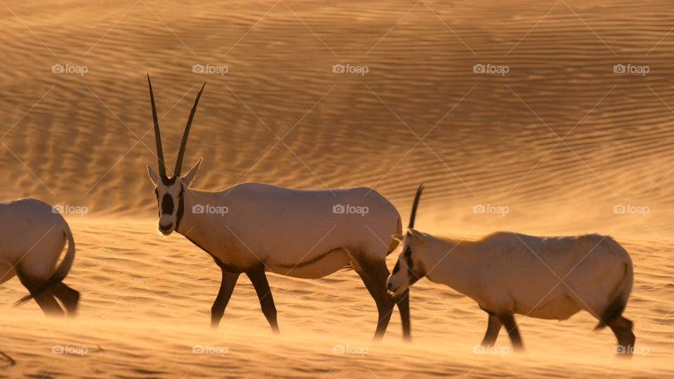 Antilopi nella savana